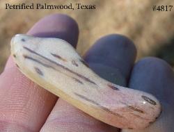 petrified palmwood