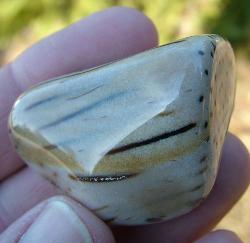 palmwood from texas