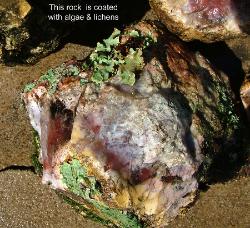 This chunk of agate from the paint rock area is partially covered with algae & lichens. I hammered the edges to expose the interior color.