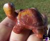 Turtle Carved from Paint Rock Agate