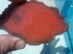 carnelian agate slab from paint rock agate